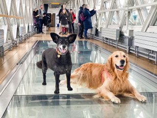 Two dogs on the Glass Walkway at Tower Bridge London