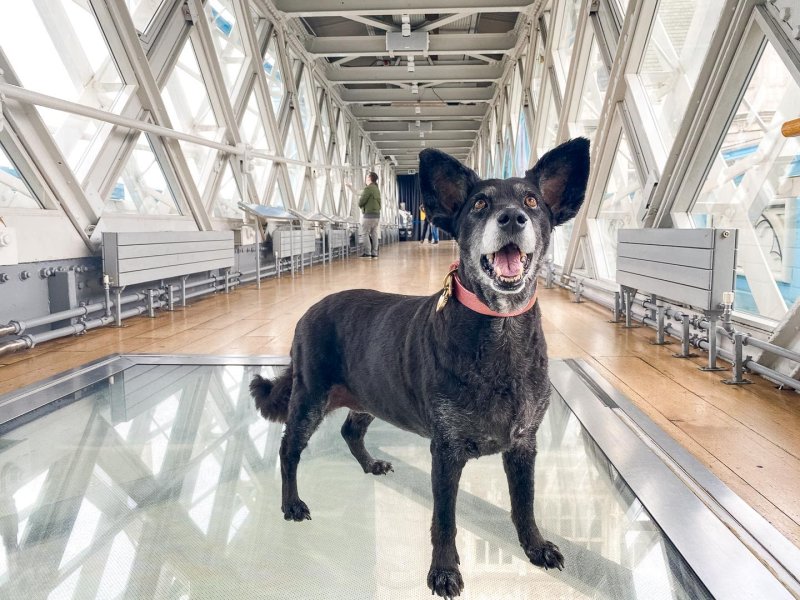 Black dog stands on glass floor at Tower Bridge alert and with ears sticking up