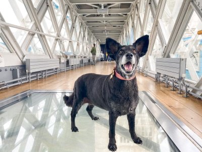 Black dog stands on glass floor at Tower Bridge alert and with ears sticking up