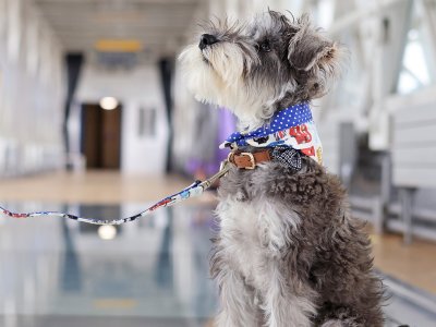 London's only major dog-friendly attraction