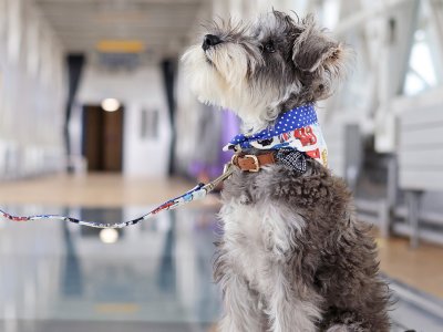 Dog-friendly