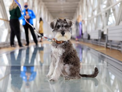 Tower Bridge welcomes dogs