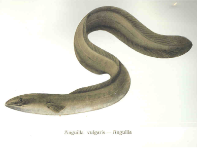 European Eel
