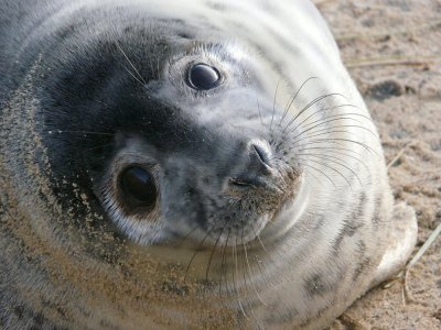 A grey seal pup 