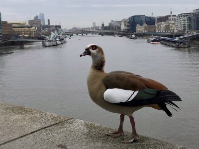 Egyptian goose at Tower Bridge's high-level West Walkway