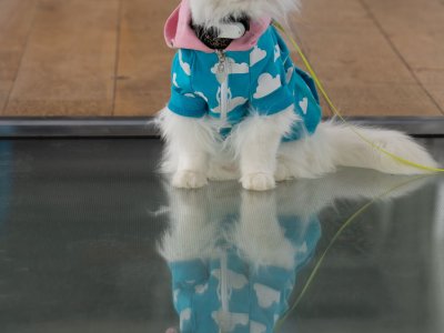 A white cat in a sky blue hoodie sits on the Glass Floor