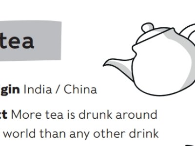An illustration of a tea pot and some facts about tea