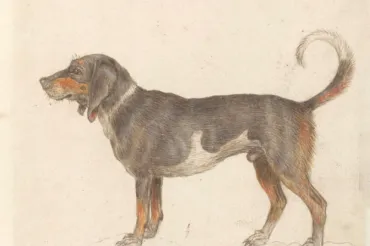 An illustration of Beagle of Braque du Bourbonnais