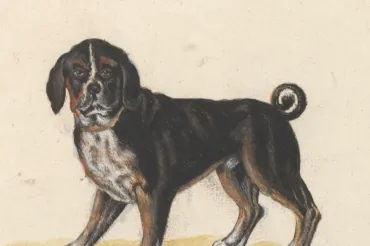 An illustration of a Dog (Canis lupus familiaris) Dogghe