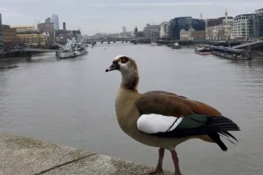 An Egyptian goose strolling along River Thames