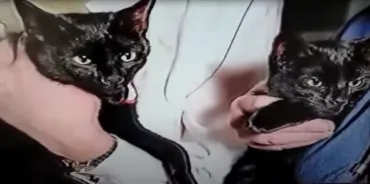 Two black cats held gently by human hands