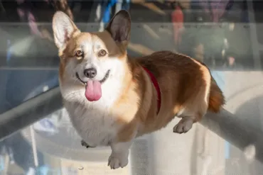 A dog at Tower Bridge on the Glass Floors