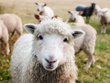 Close-up of a curly-haired sheep standing in a grassy field
