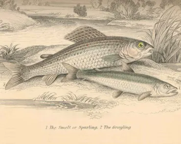 Illustration freshwater fish species the Smelt (or Sparling) and the Grayling
