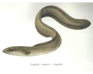 Scientific illustration of a European eel (Anguilla vulgaris)
