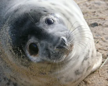Close-up of a grey seal pup resting on a sandy beach.