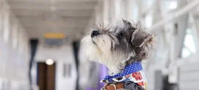 A fluffy grey and white schnauzer dog sits on the Glass Floor.