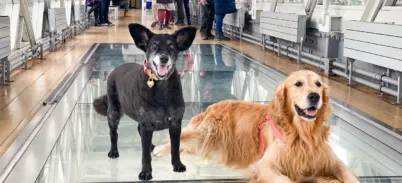 Two dogs on the High-level Walkways at Tower Bridge