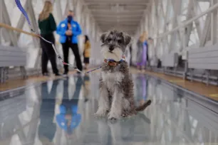 Miniature Schnauzer dog on the Glass Floor at Tower Bridge