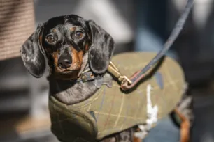 A dachshund on a leash in a tweed coat at Tower Bridge