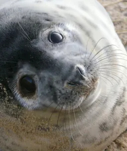 Close-up of a grey seal pup resting on a sandy beach.