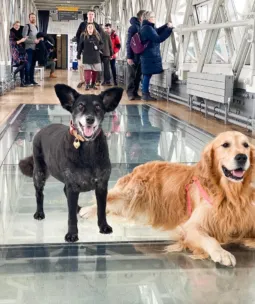 Two dogs on the High-level Walkways at Tower Bridge